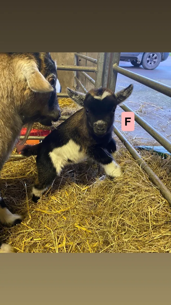 Pygmy Goat Kids - Image 1
