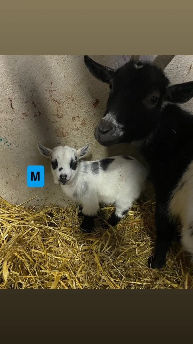 Pygmy Goat Kids - Image 2