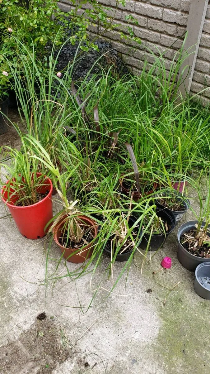 Pampas grass and Chinese fountain grass. - Image 3