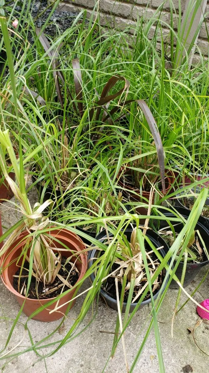 Pampas grass and Chinese fountain grass. - Image 4