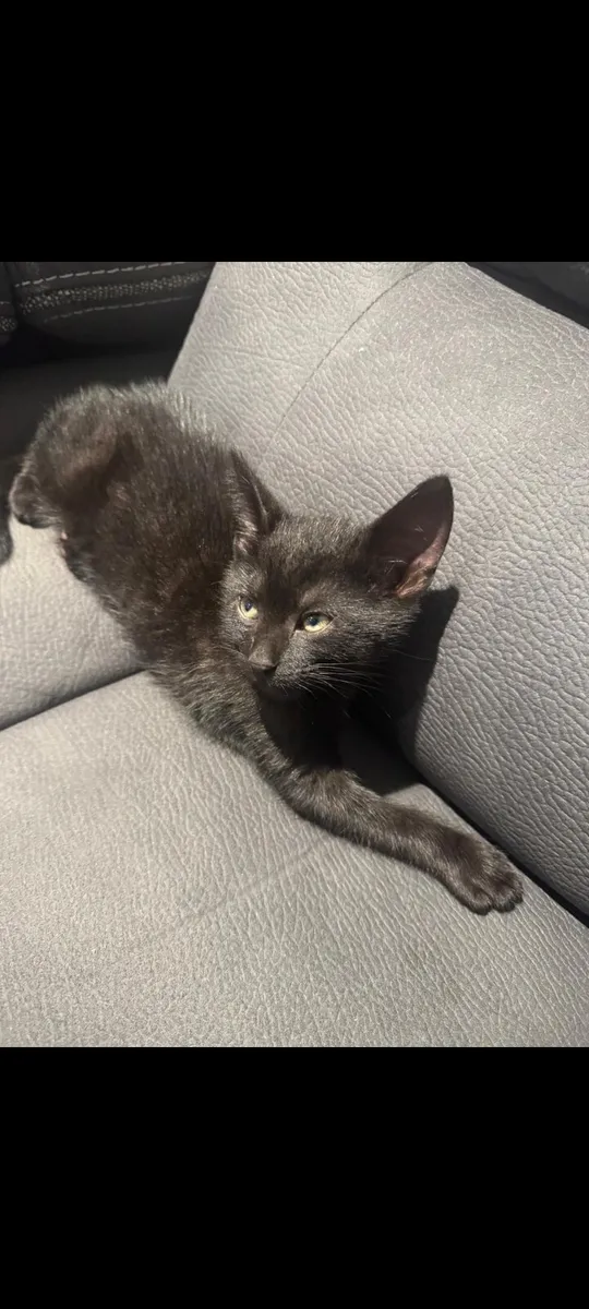 Black Cat - Image 1