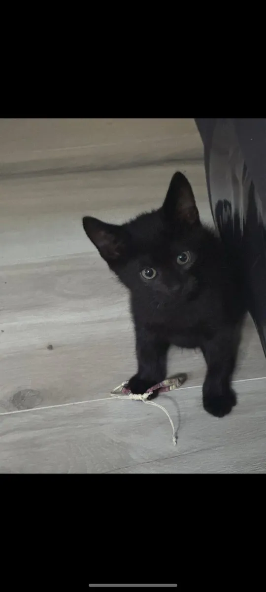 Black Cat - Image 2