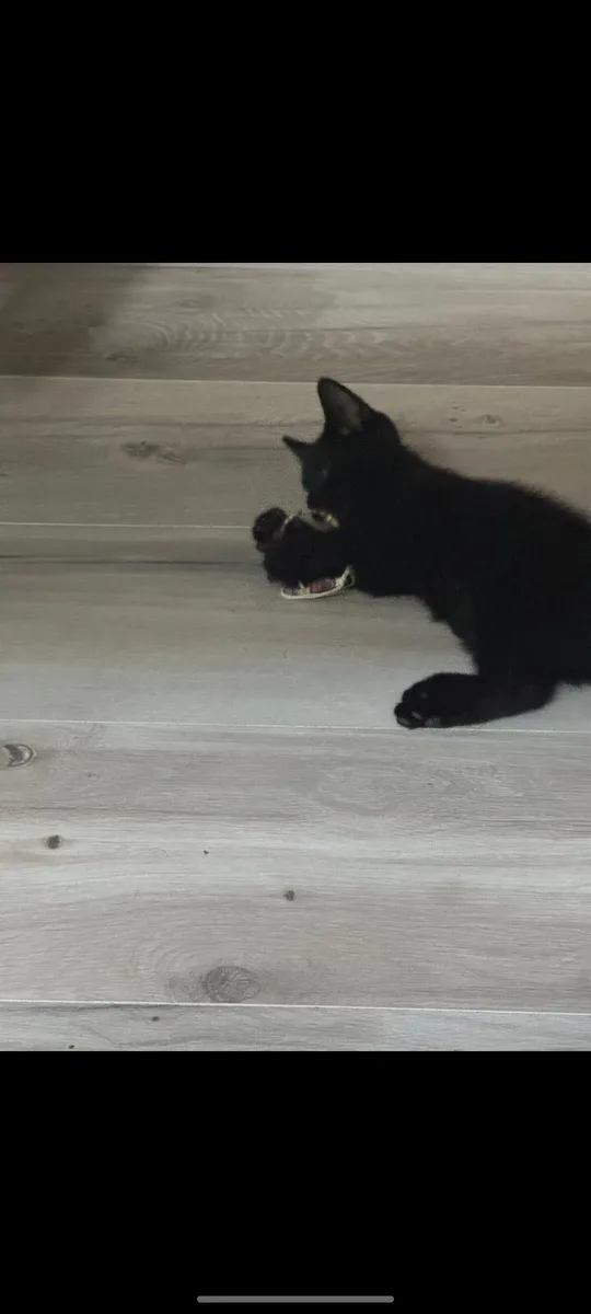 Black Cat - Image 3