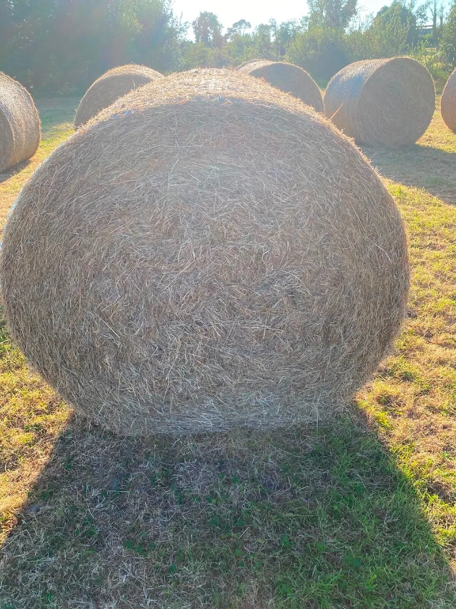 Hay for sale - Image 1