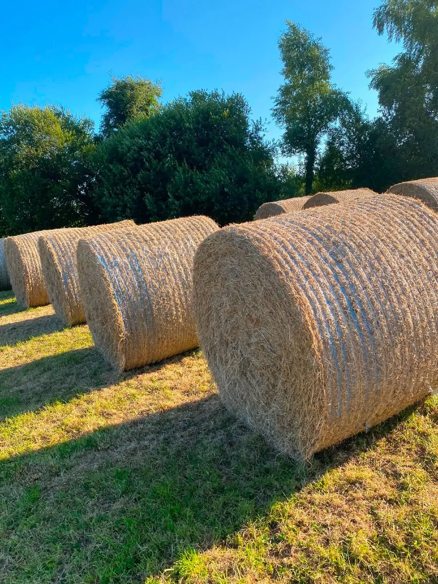 Hay for sale - Image 2