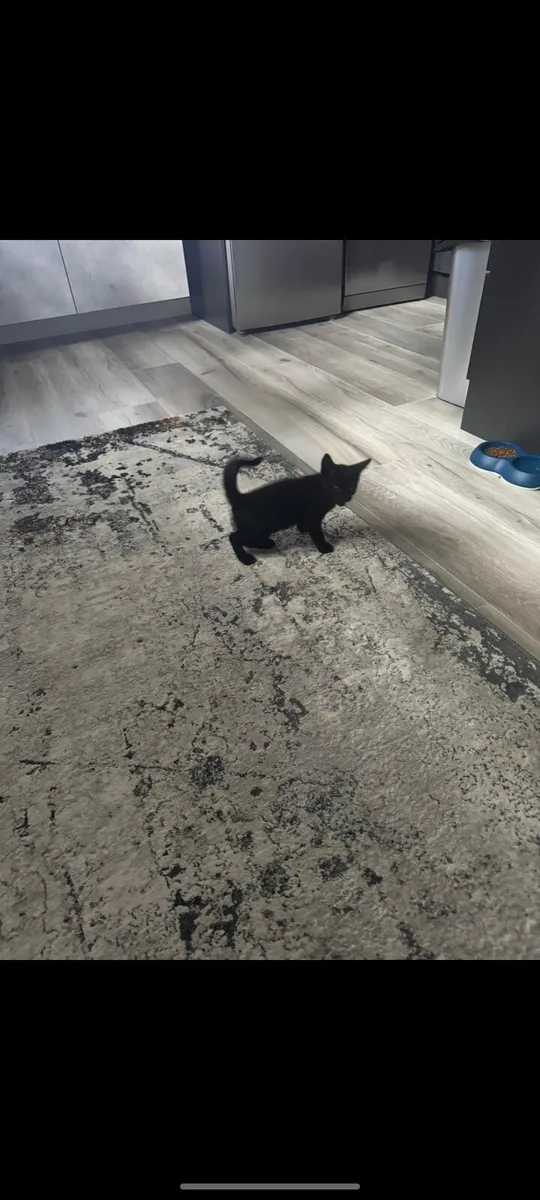 Black Cat - Image 4