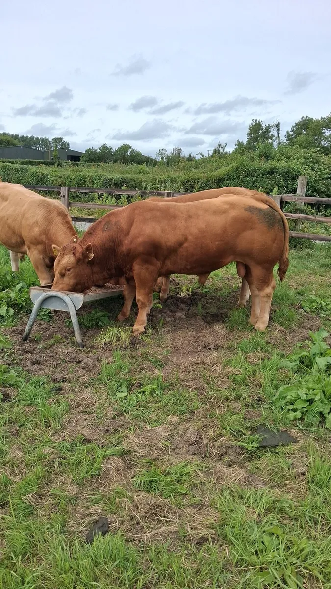 PBR Limousin Bulls - Image 1