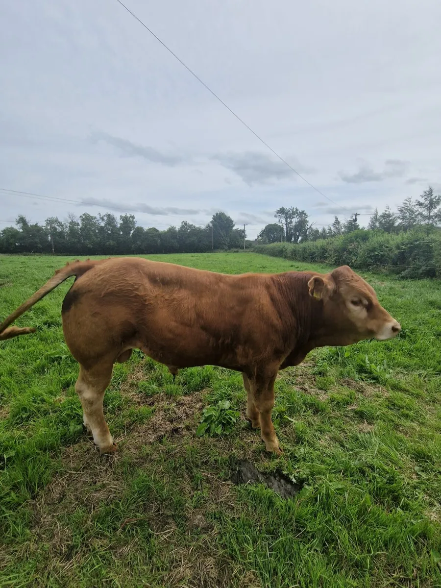 PBR Limousin Bulls - Image 2