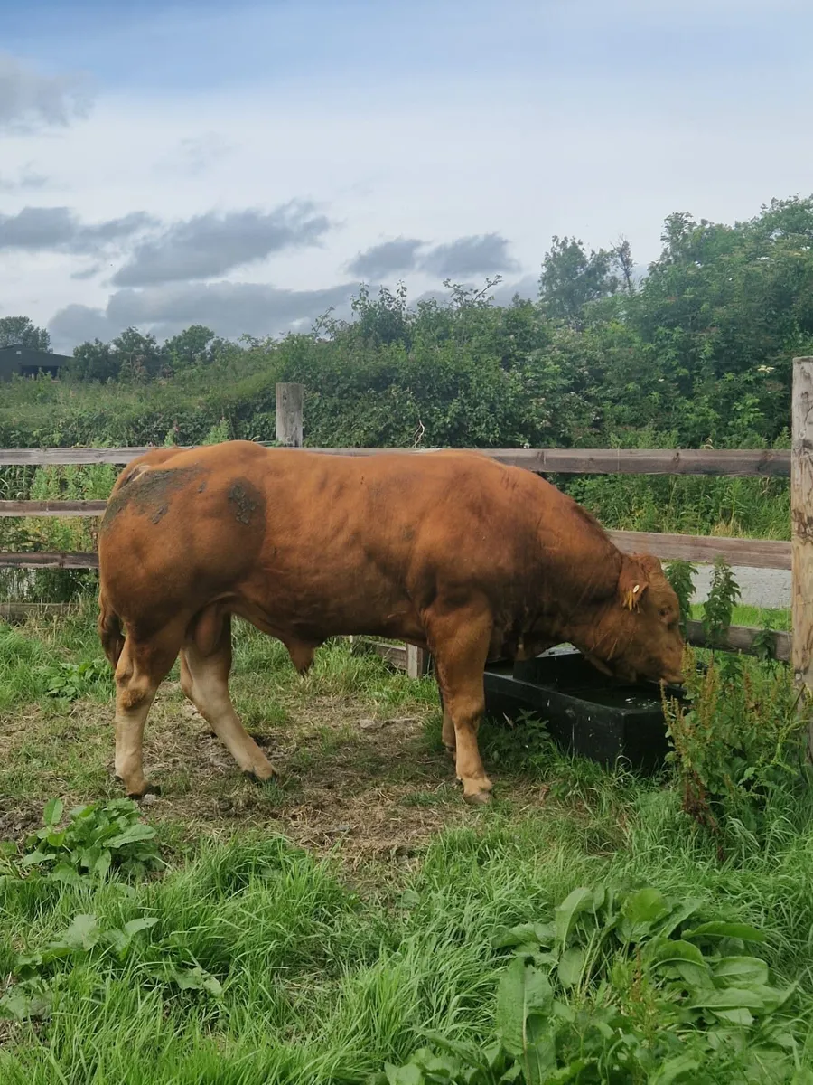 PBR Limousin Bulls - Image 3