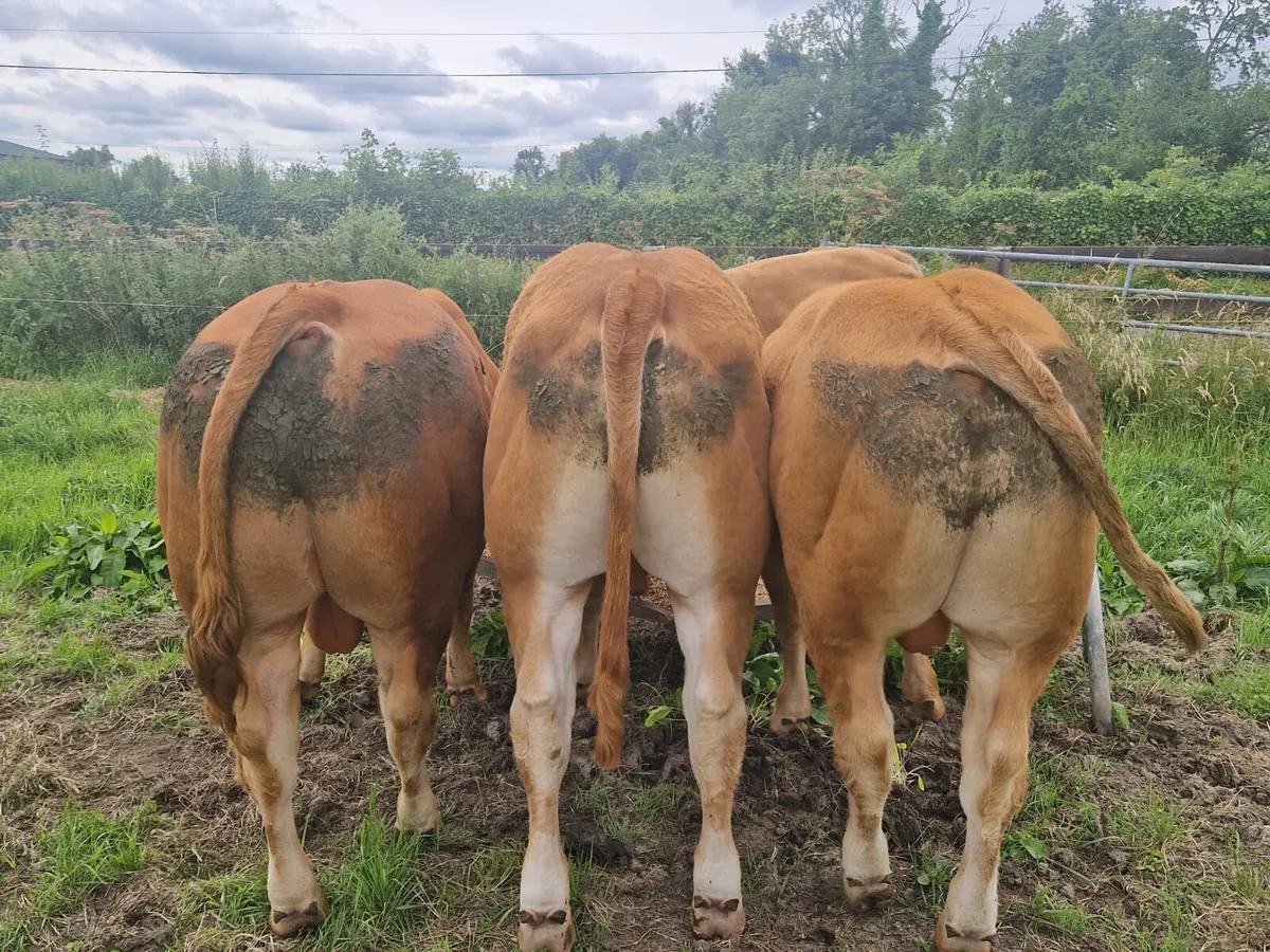 PBR Limousin Bulls - Image 4