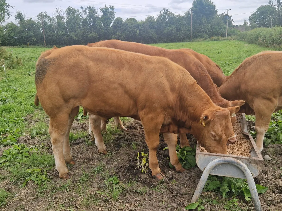 PBR Limousin Bull - Image 1