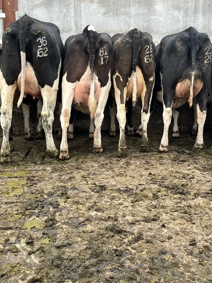 10 fresh calved heifers - Image 2