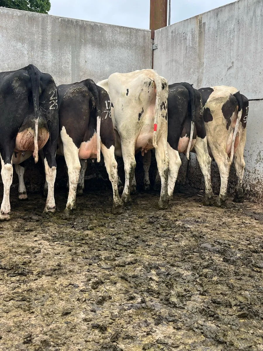 10 fresh calved heifers - Image 3