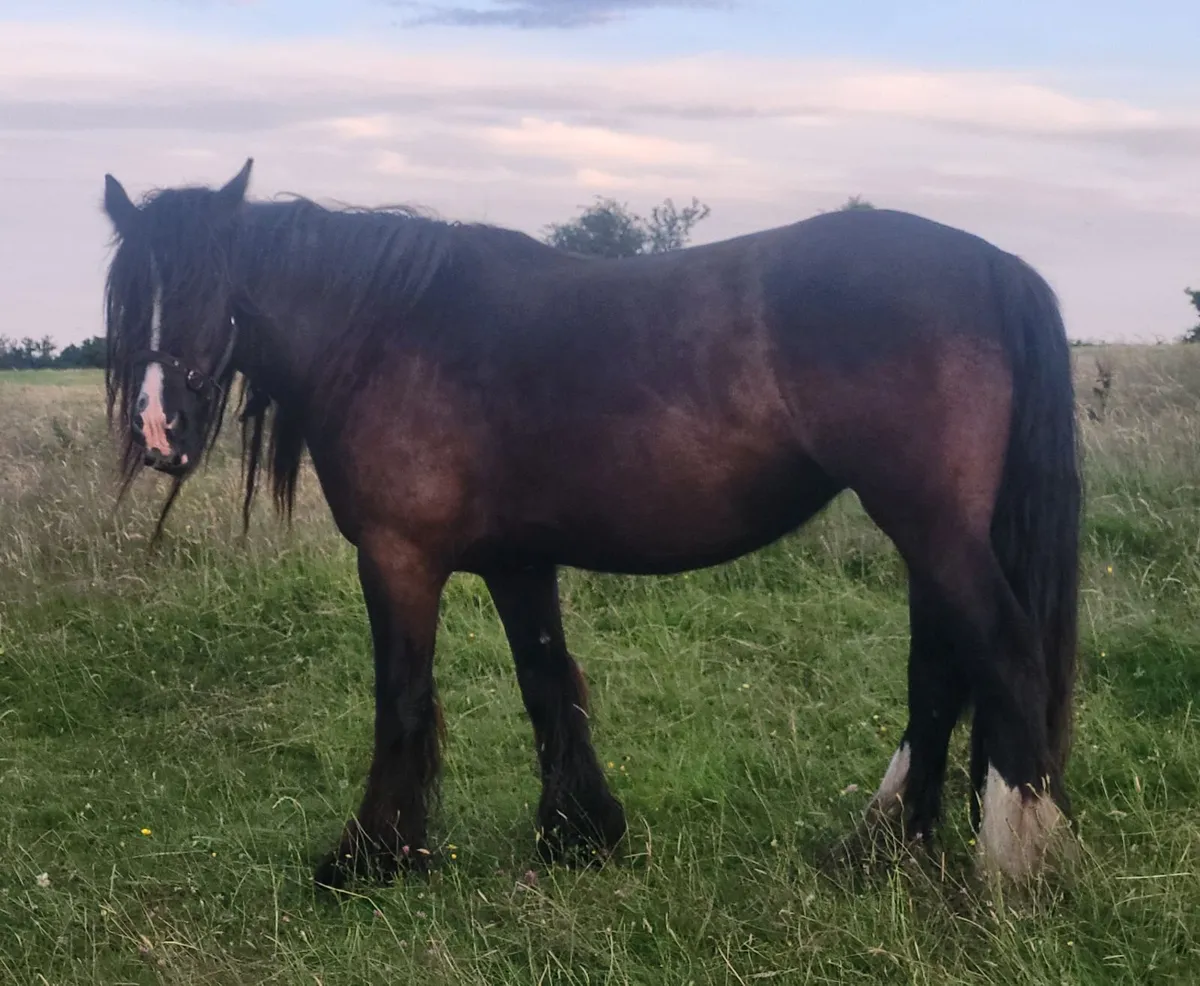 7yr black cob mare and 3 and 2 yr old fillies - Image 1