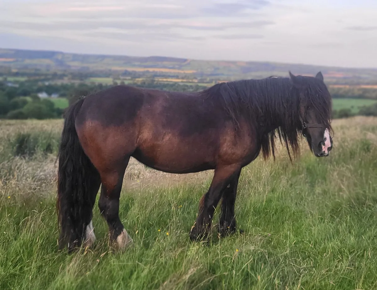 7yr black cob mare and 3 and 2 yr old fillies - Image 2