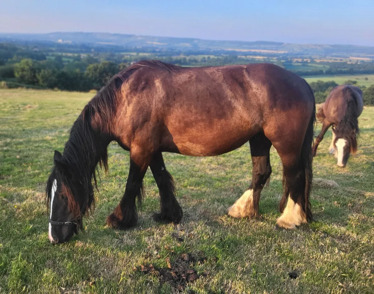 7yr black cob mare and 3 and 2 yr old fillies - Image 3