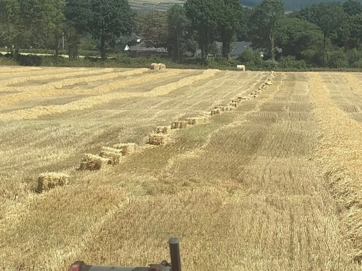Small square bales of straw - Image 2