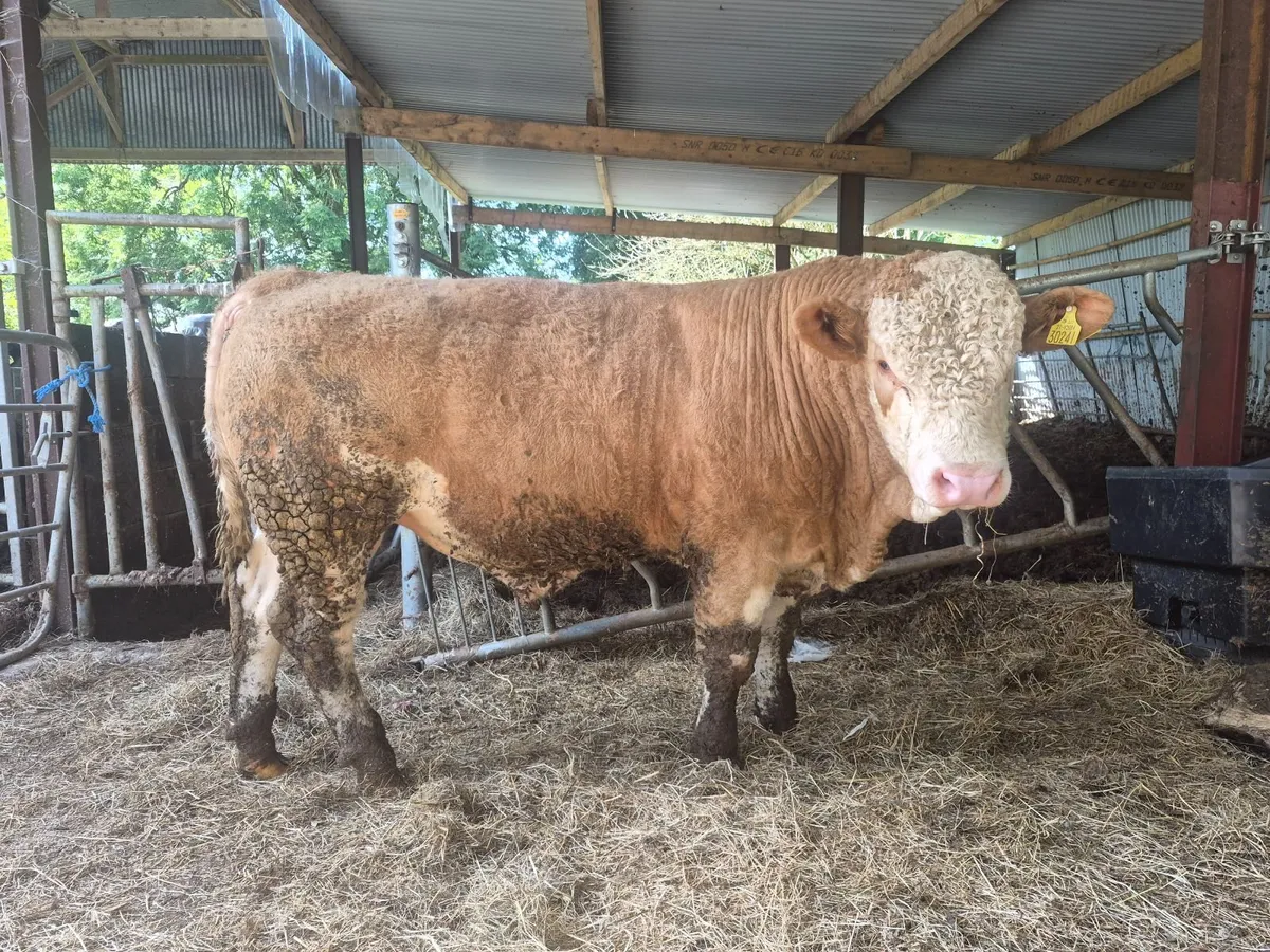 PBR Polled Simmental Bulls - Image 1