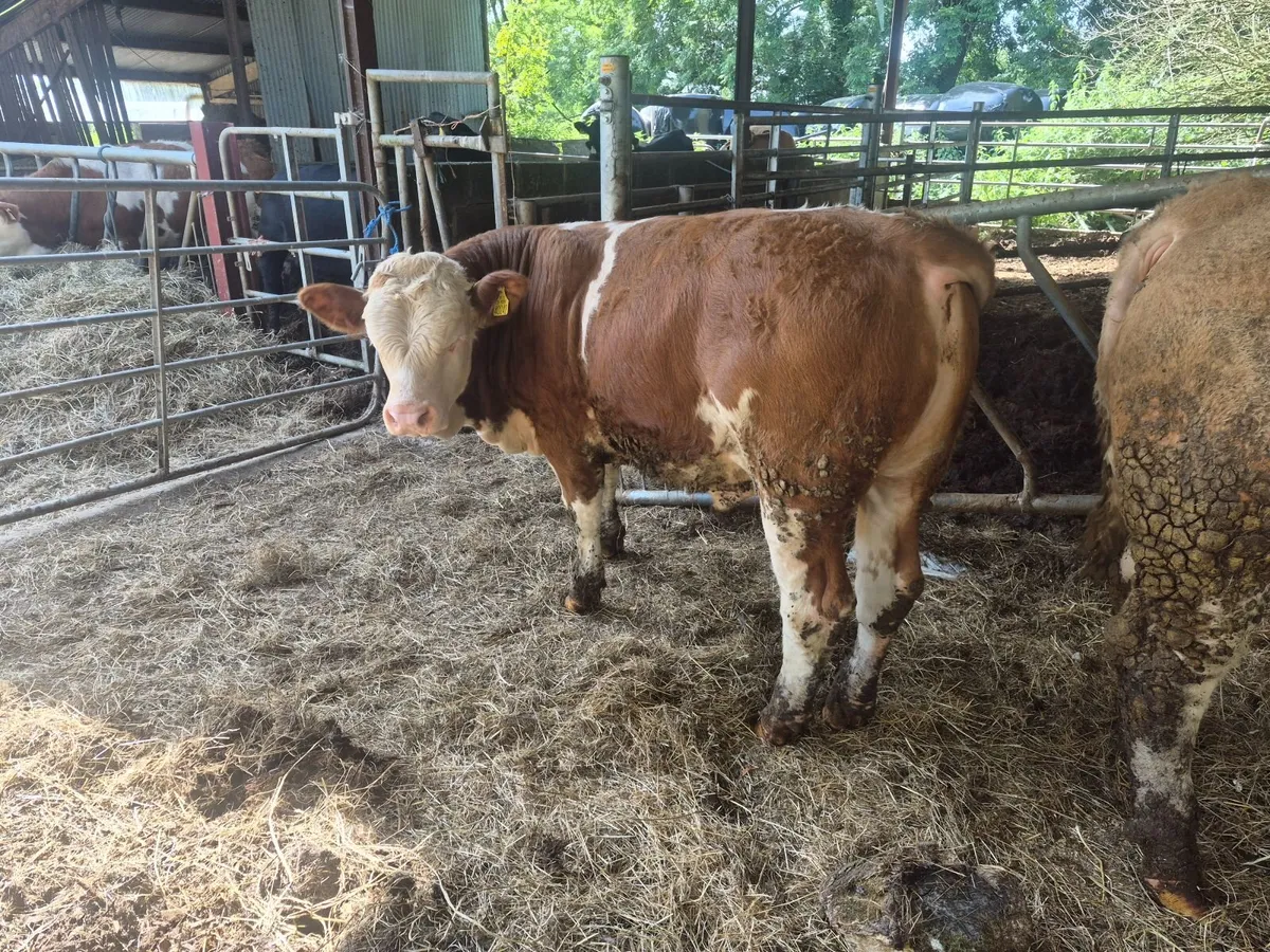 PBR Polled Simmental Bulls - Image 2