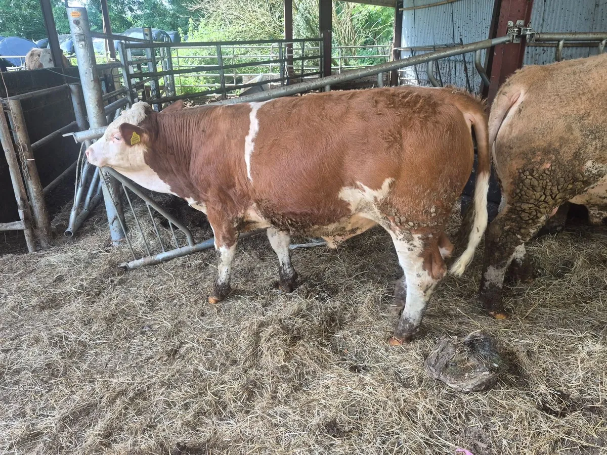 PBR Polled Simmental Bulls - Image 3