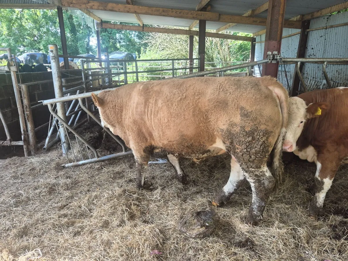 PBR Polled Simmental Bulls - Image 4