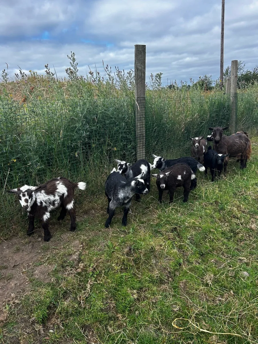 Pygmy goats - Image 1