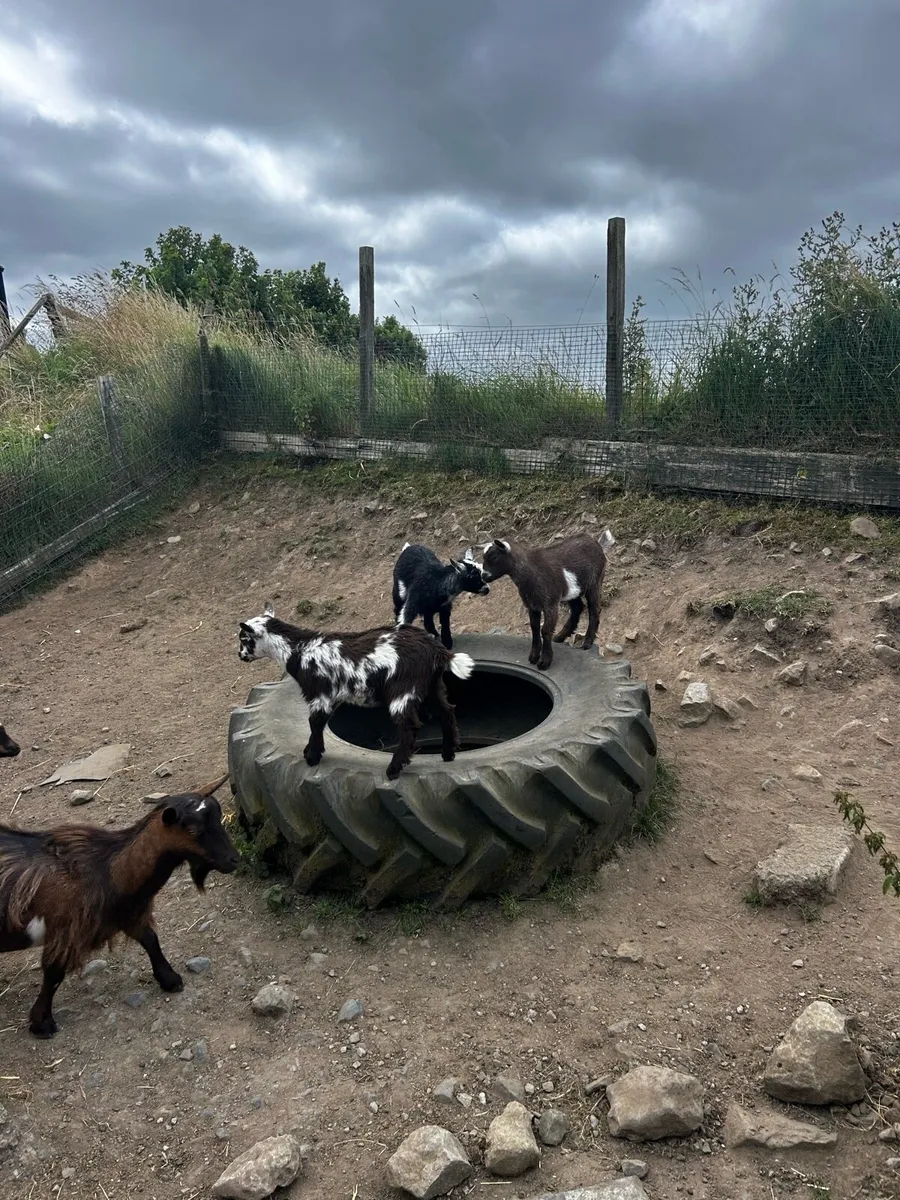 Pygmy goats - Image 2
