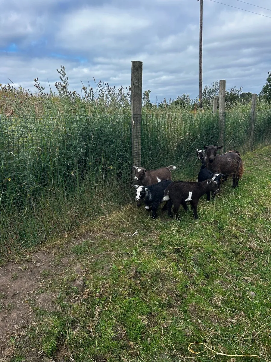 Pygmy goats - Image 3
