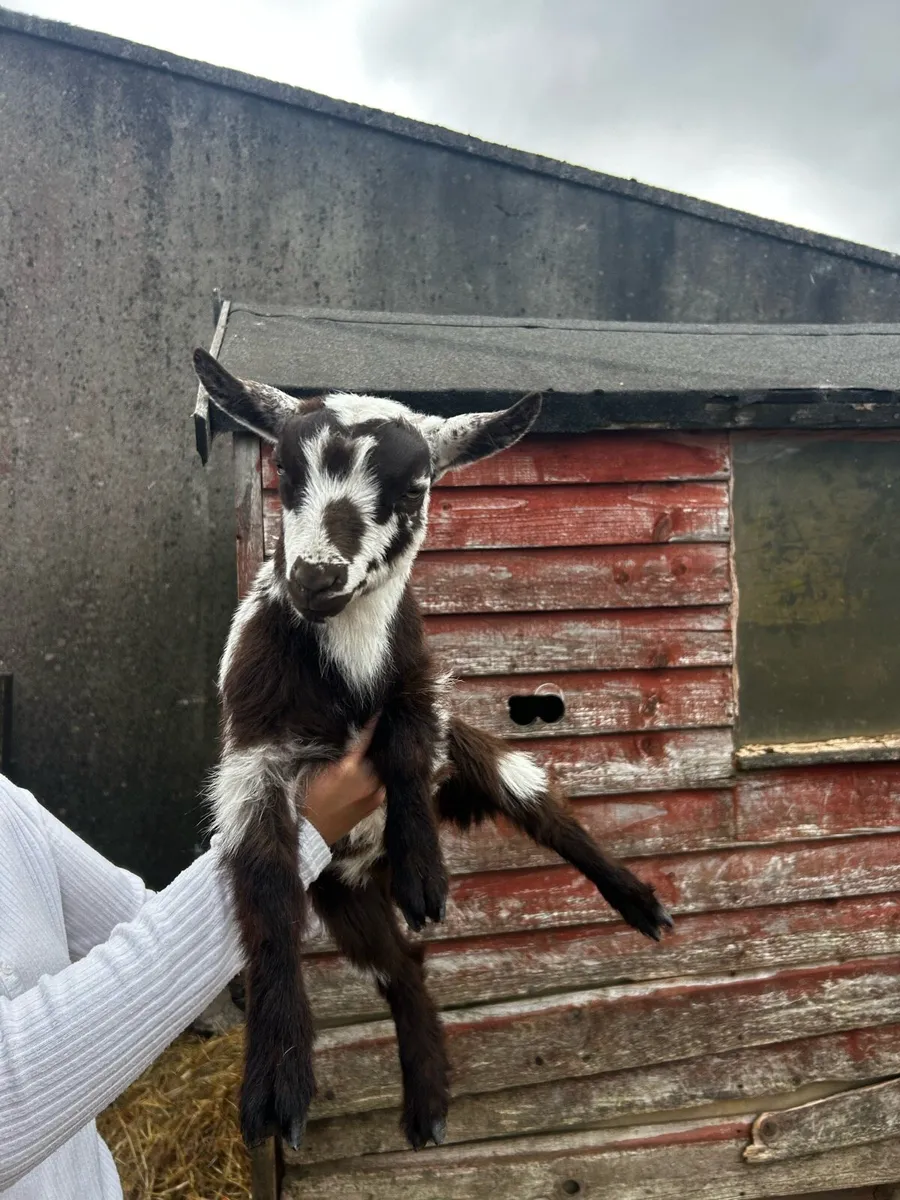 Pygmy goats - Image 4