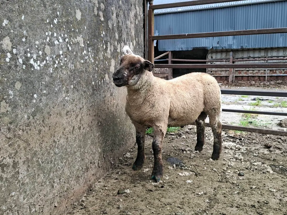💥QUALITY SUFTEX RAM LAMB💥 - Image 3