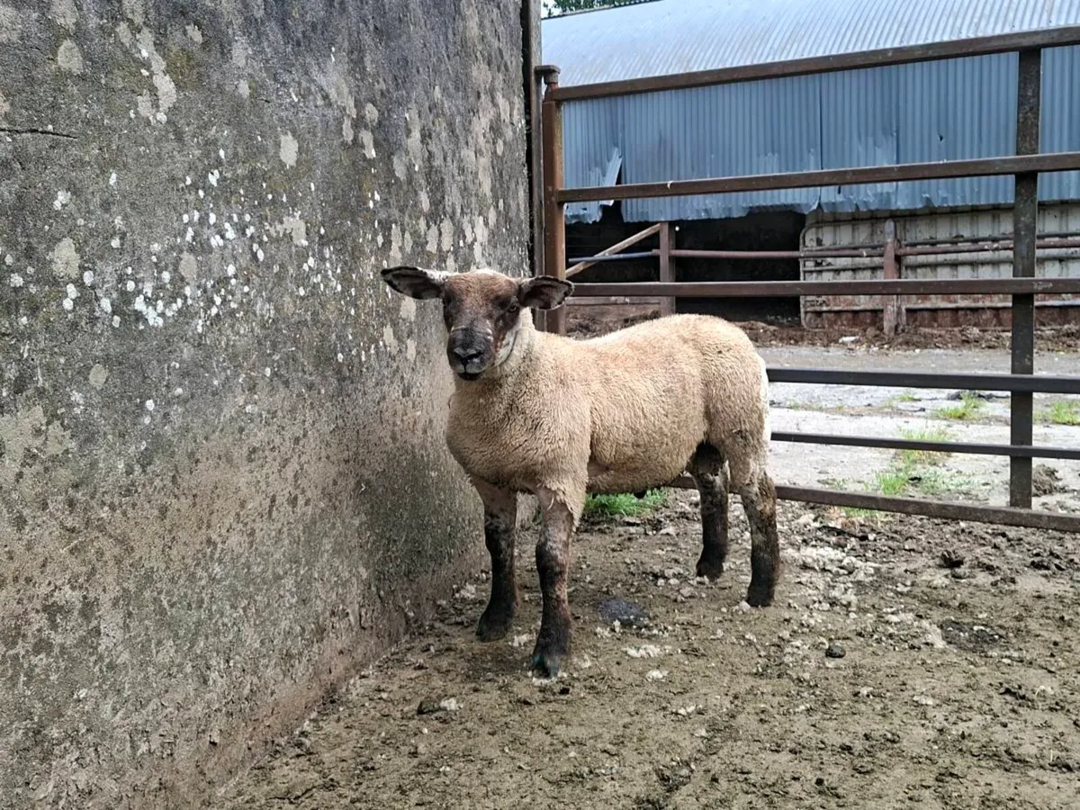 💥QUALITY SUFTEX RAM LAMB💥 - Image 2