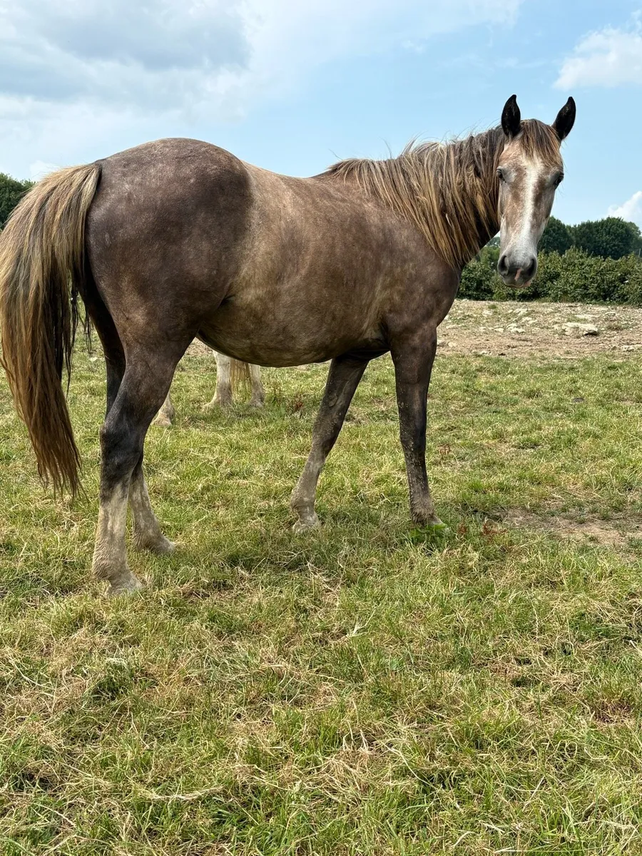 2 year old draught cross mare - Image 1