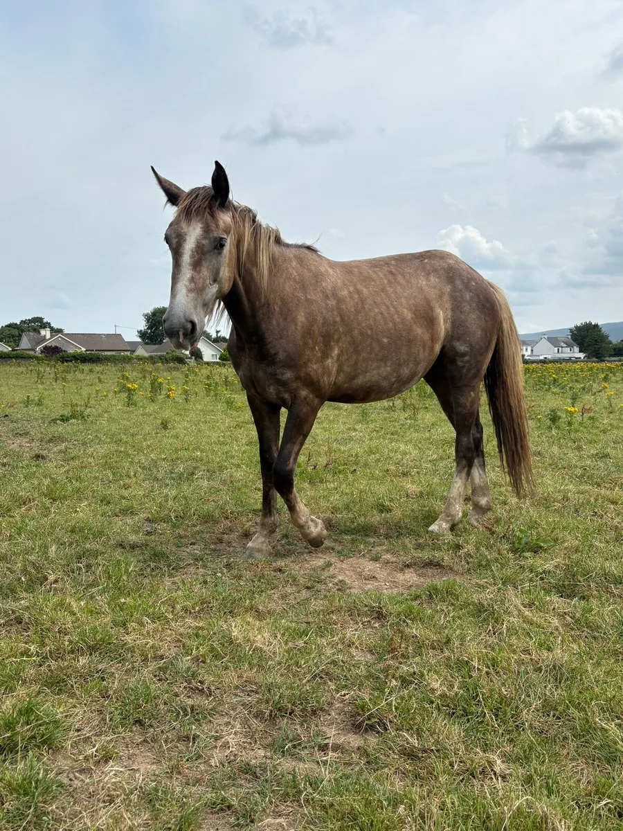 2 year old draught cross mare - Image 2