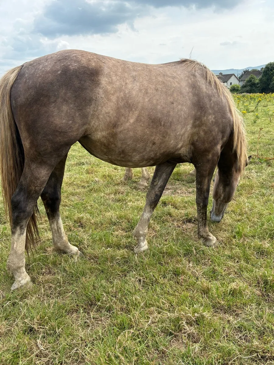 2 year old draught cross mare - Image 3