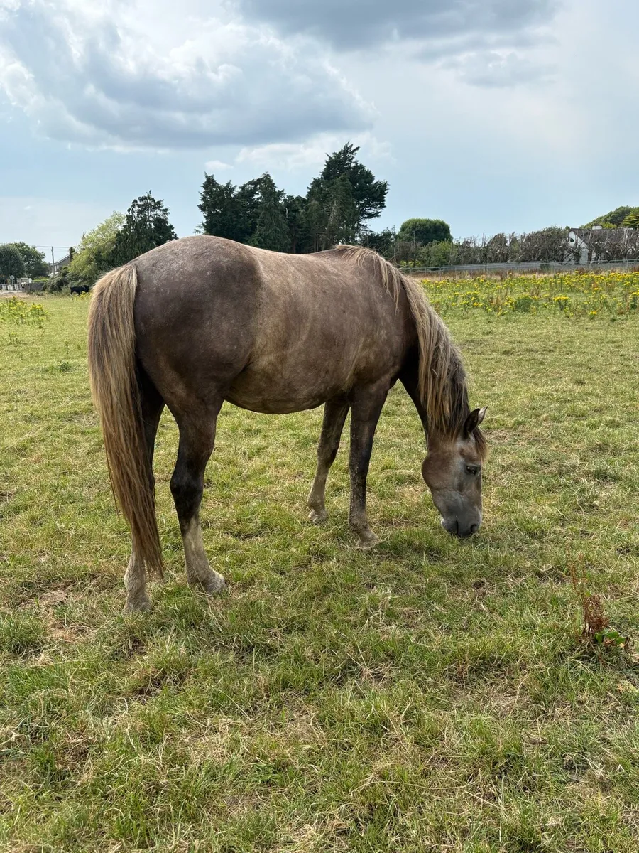 2 year old draught cross mare - Image 4