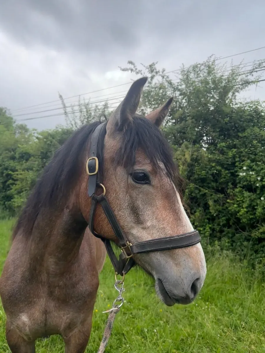 Homebred Connemara cross filly - Image 3