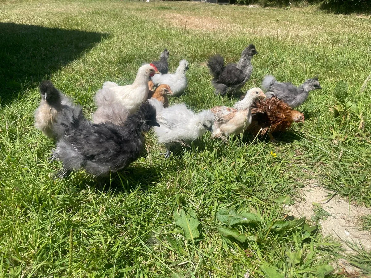 Pullet, roosters and chicks - Image 1