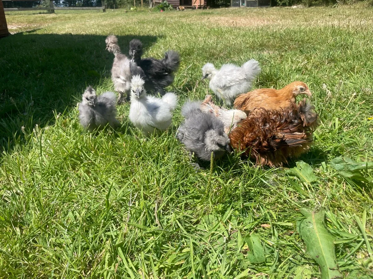 Pullet, roosters and chicks - Image 2