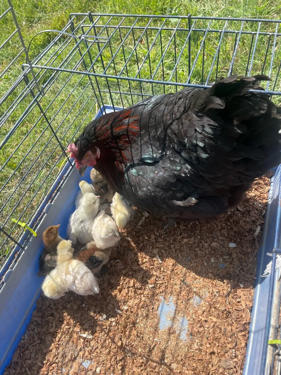 Pullet, roosters and chicks - Image 3
