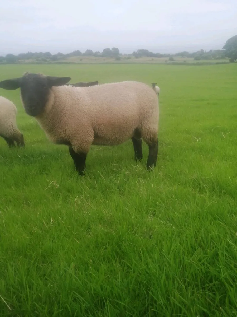 Suffolk /texel - Image 1