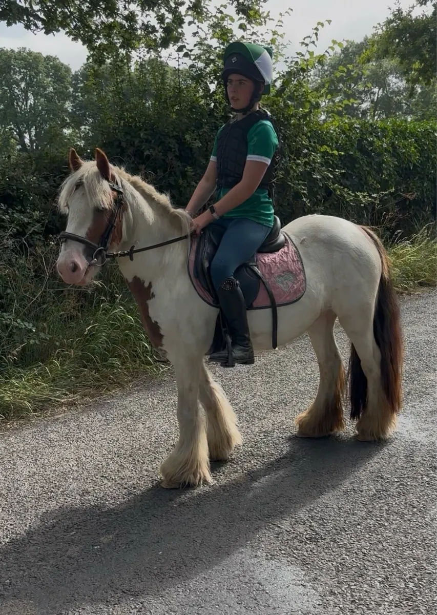 QUIET & KIND  12h PET PONY - Image 1