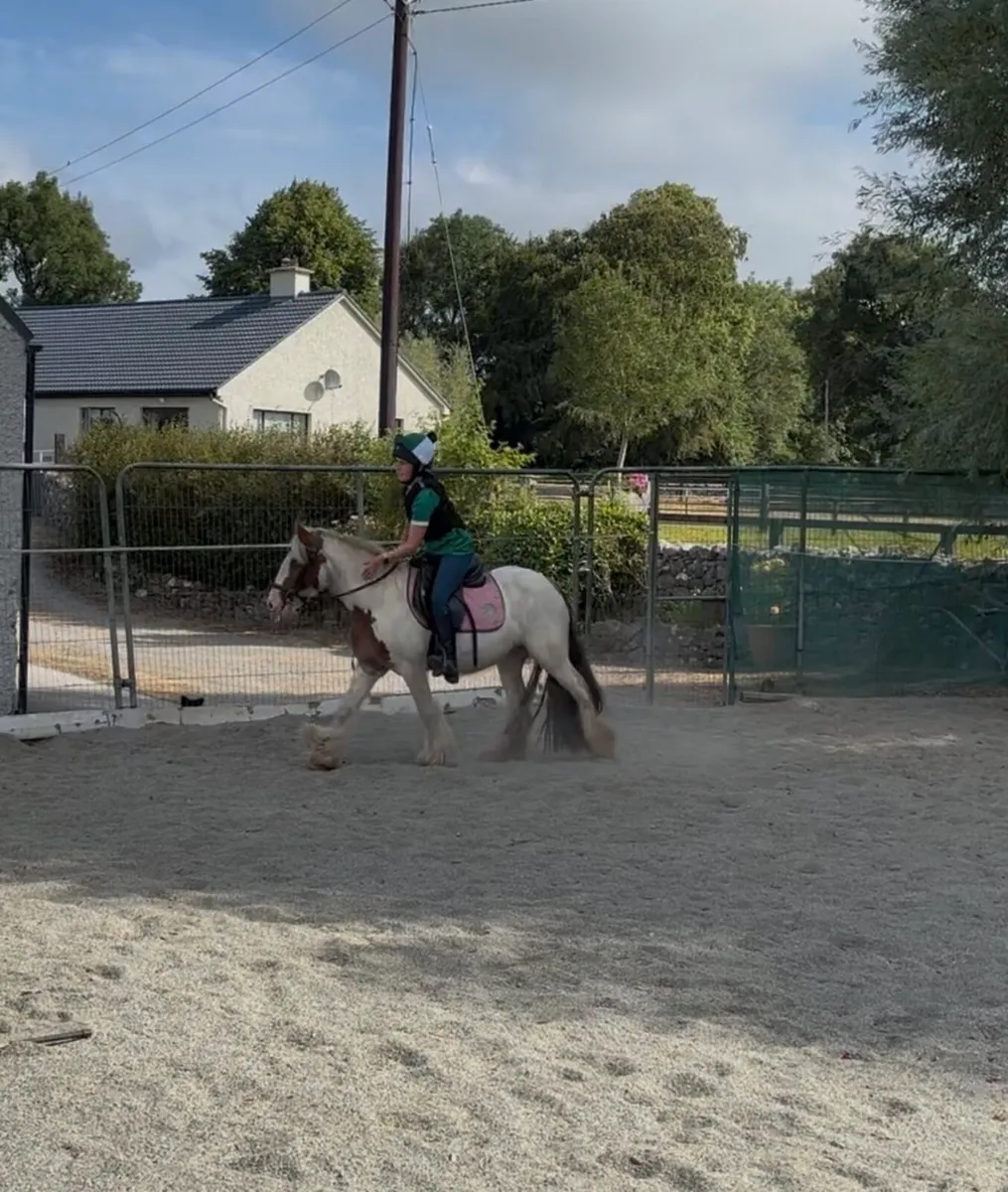 QUIET & KIND  12h PET PONY - Image 4