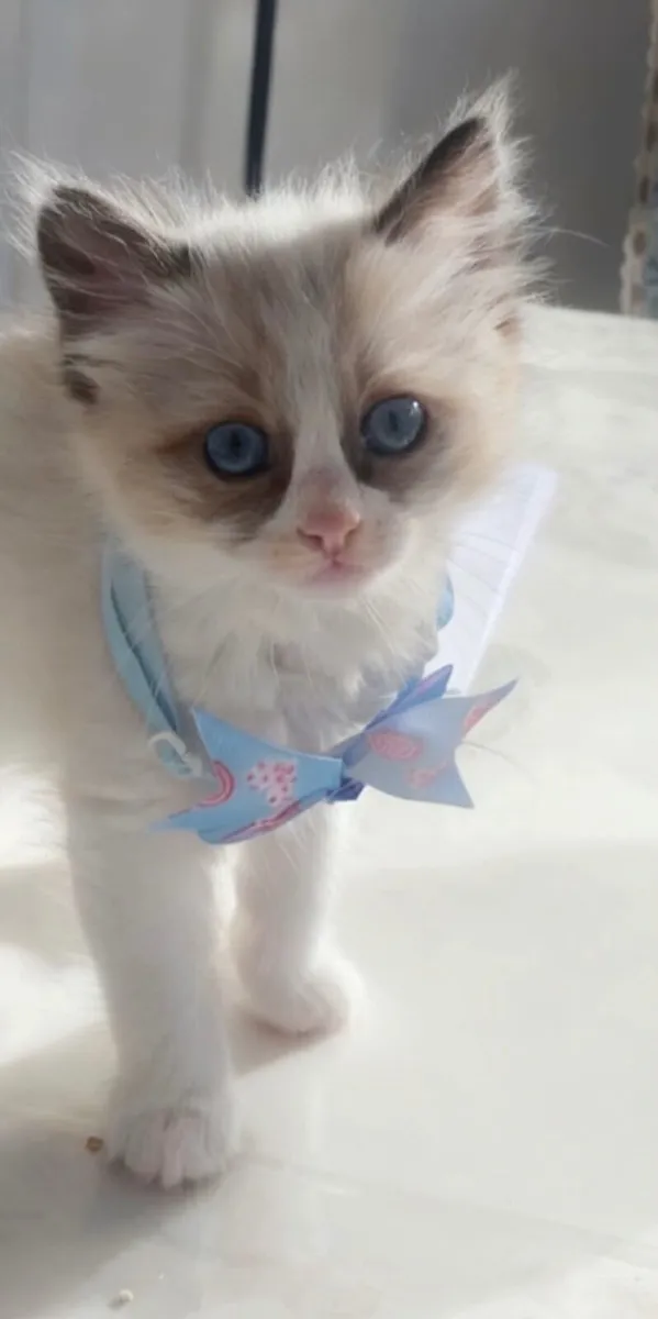 Purebred Ragdoll Kittens - Image 4