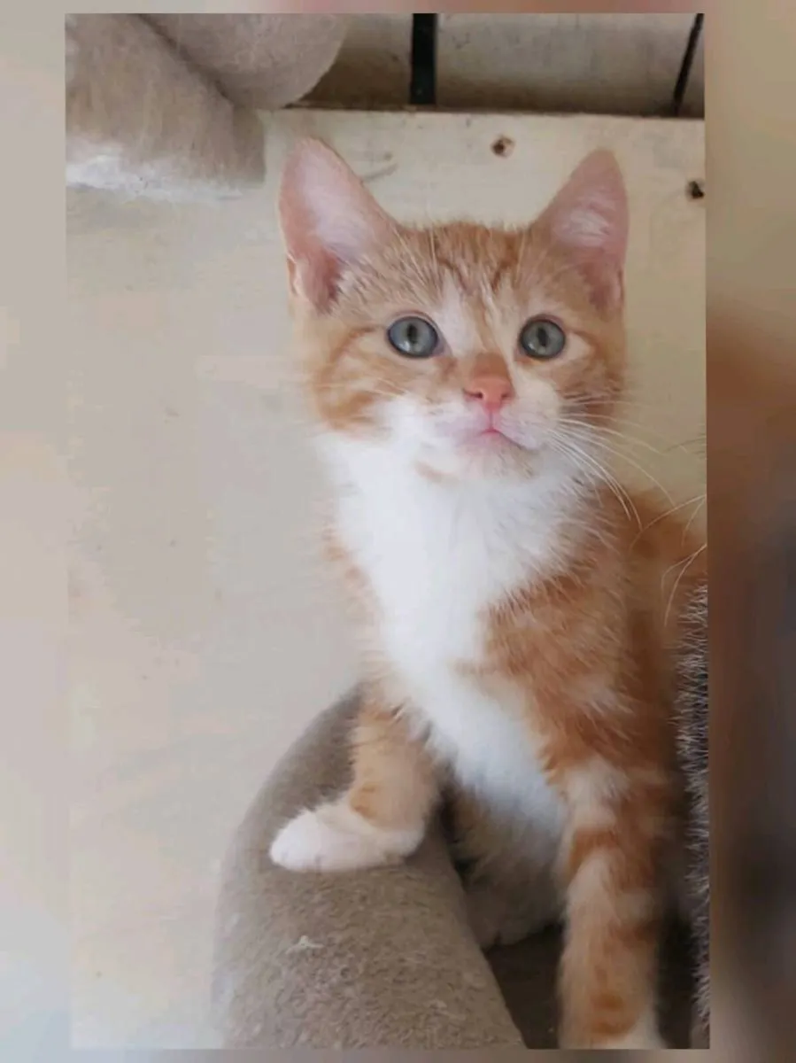 Adorable Ginger & White Domestic Shorthair Kitten