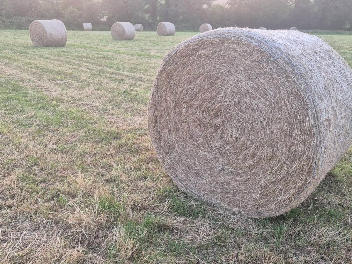 Hay