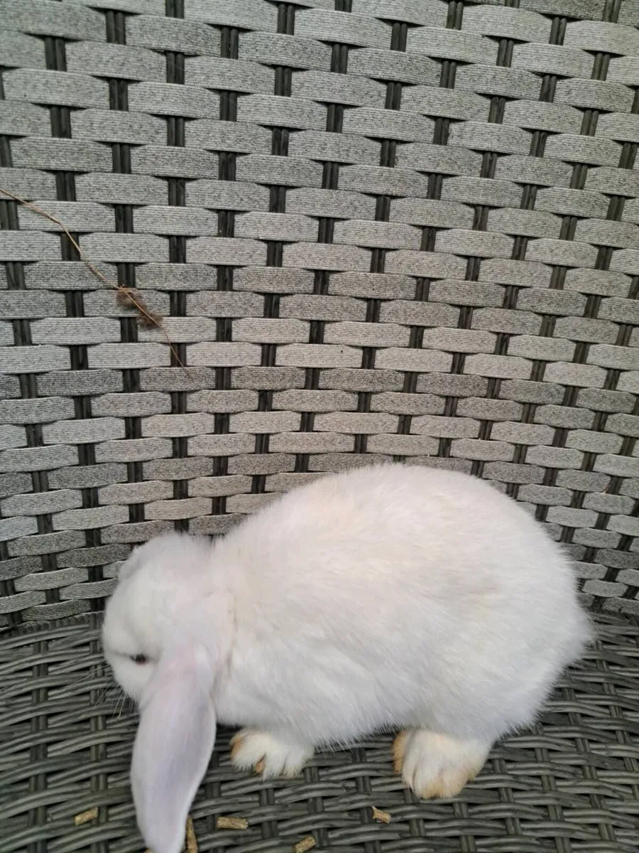Rabbits - Image 1