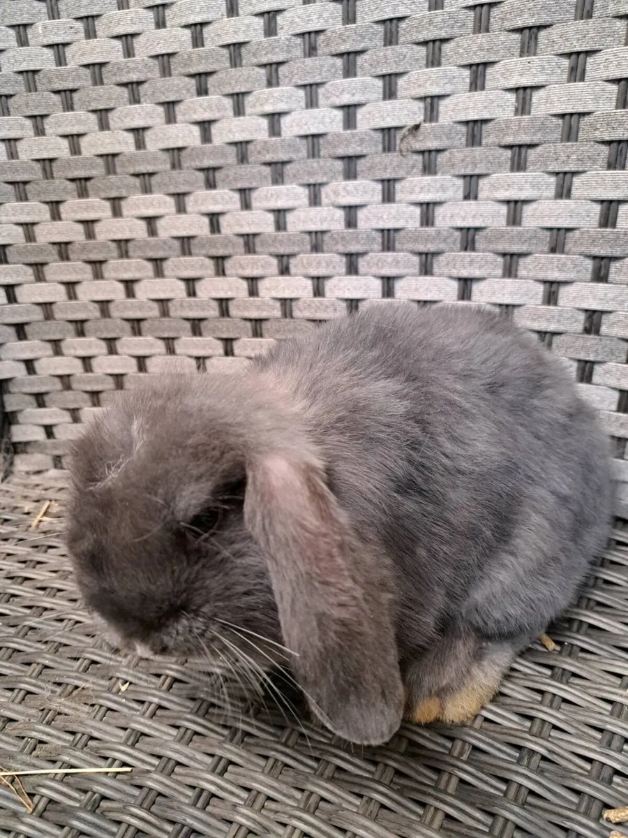 Rabbits - Image 2