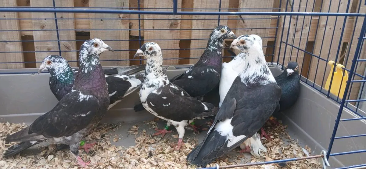 Coloured racing pigeons - Image 1