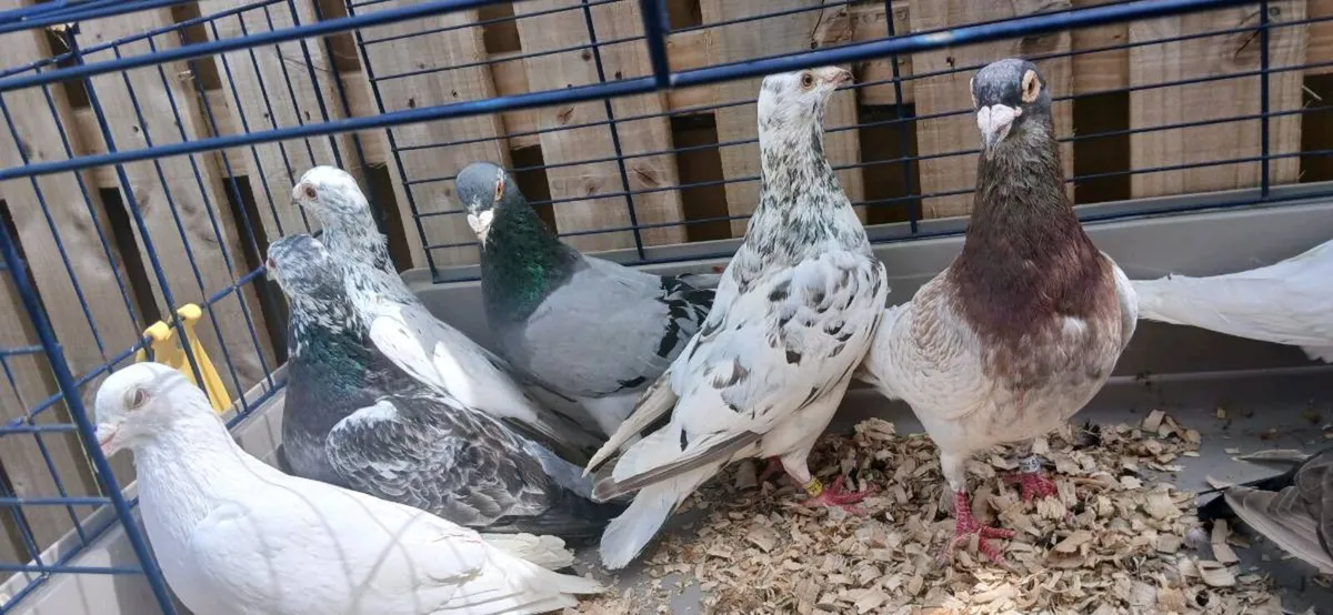Coloured racing pigeons - Image 2