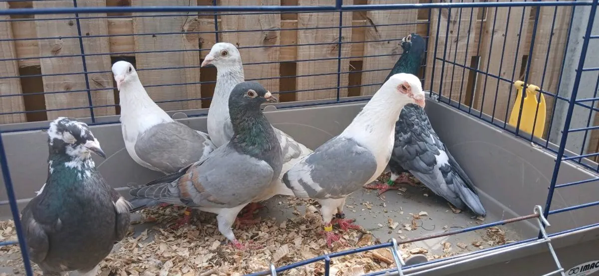 Coloured racing pigeons - Image 3
